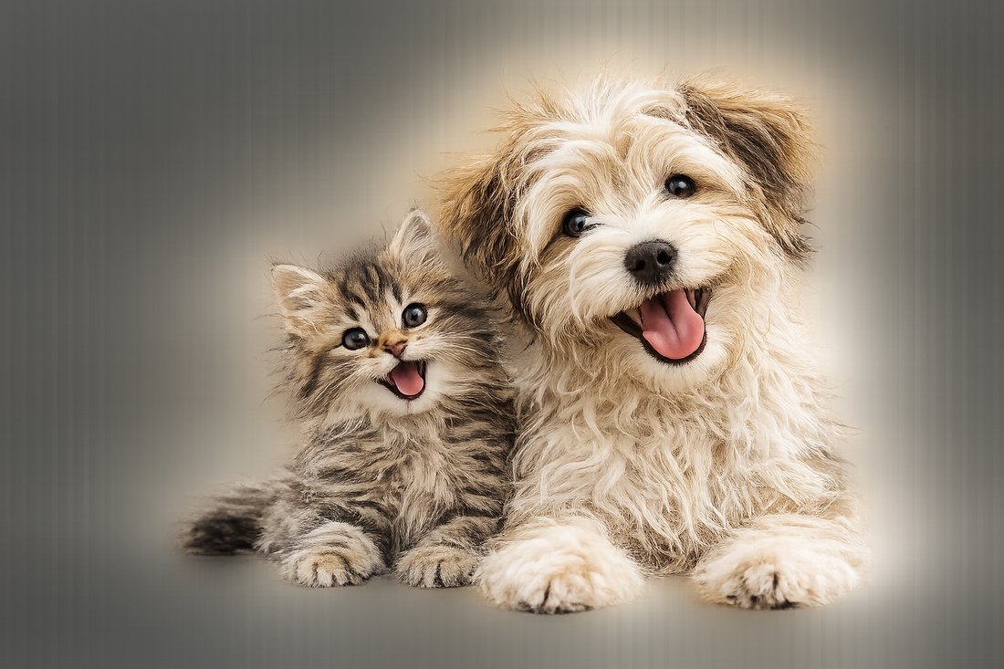 Anak kucing & anjing yang bahagia